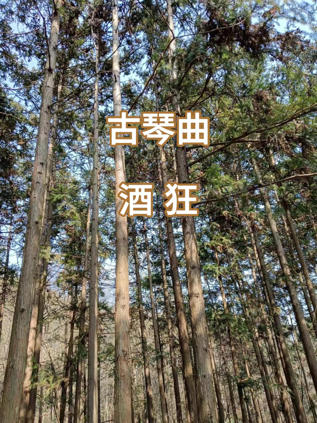 古琴曲  酒狂